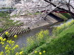 桜20070407_03.jpg