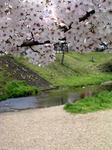 桜20070407_05.jpg